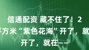信通配资 藏不住了!27万平方米“紫色花海”开了,就在——